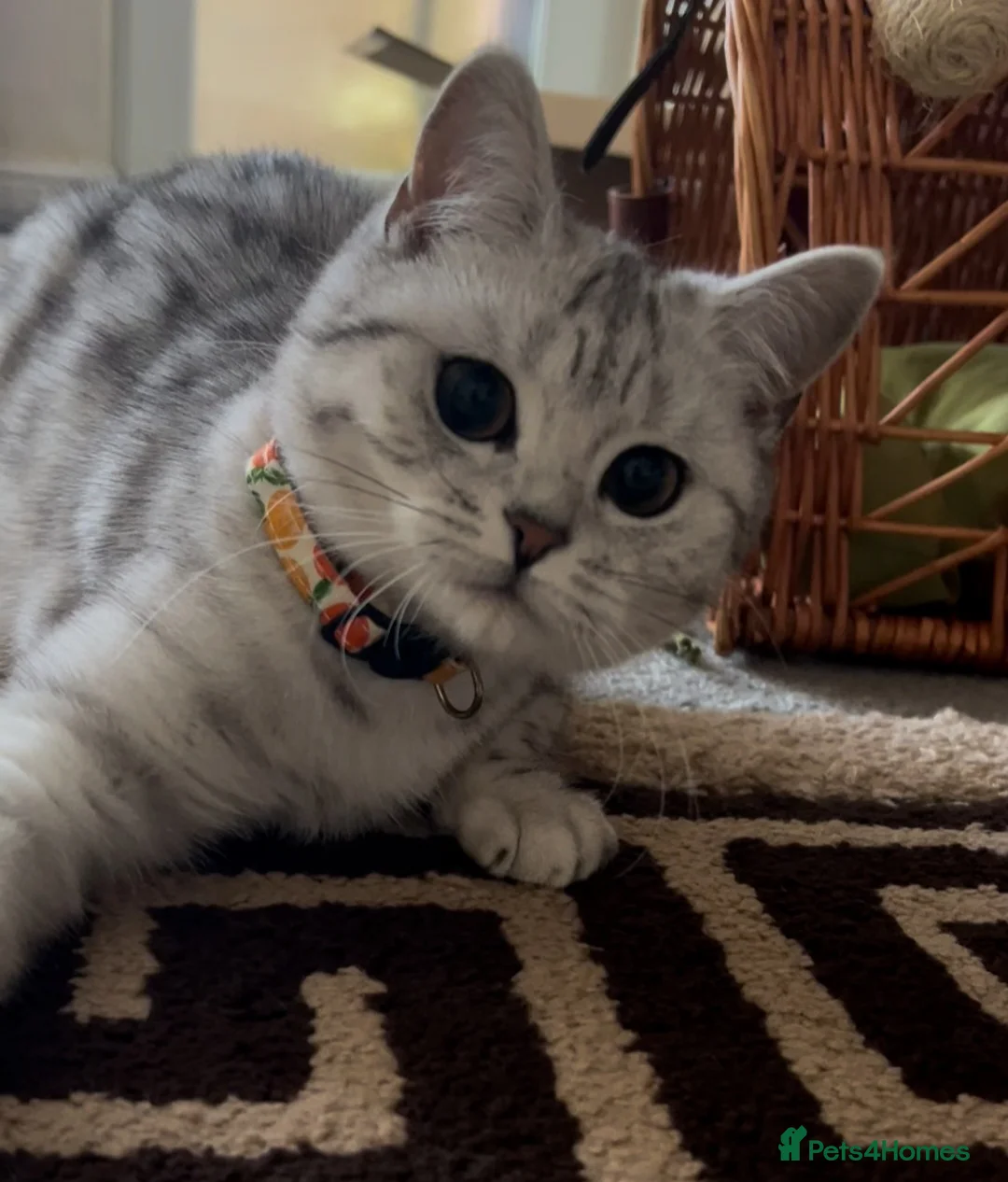 British Shorthair cats for sale: Stunning (Inside & Out) Silver British Shorthair - Advert 8