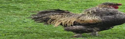 Chickens poultry for sale: Silkie Rooster in Newtownabbey - Advert 4