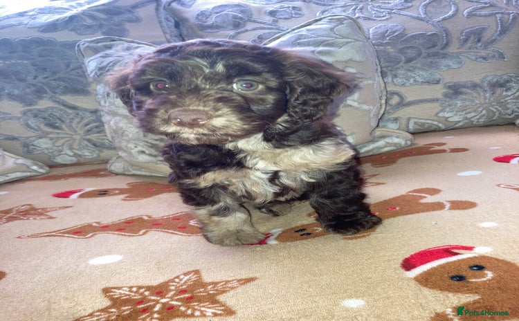 Cockapoo dogs - Advert 3