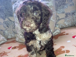 Cockapoo dogs Merle Cockapoos - Advert 13