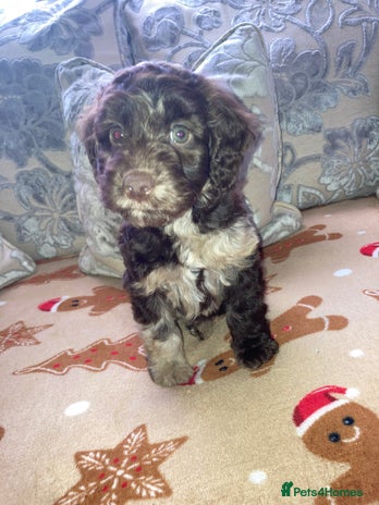 Cockapoo dogs - Advert 1