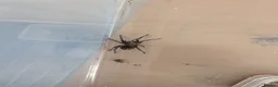 Tarantulas invertebrates for sale: Salmon pink birdeater 1.5 inches, will grow to 12 in Middlesbrough - Advert 2