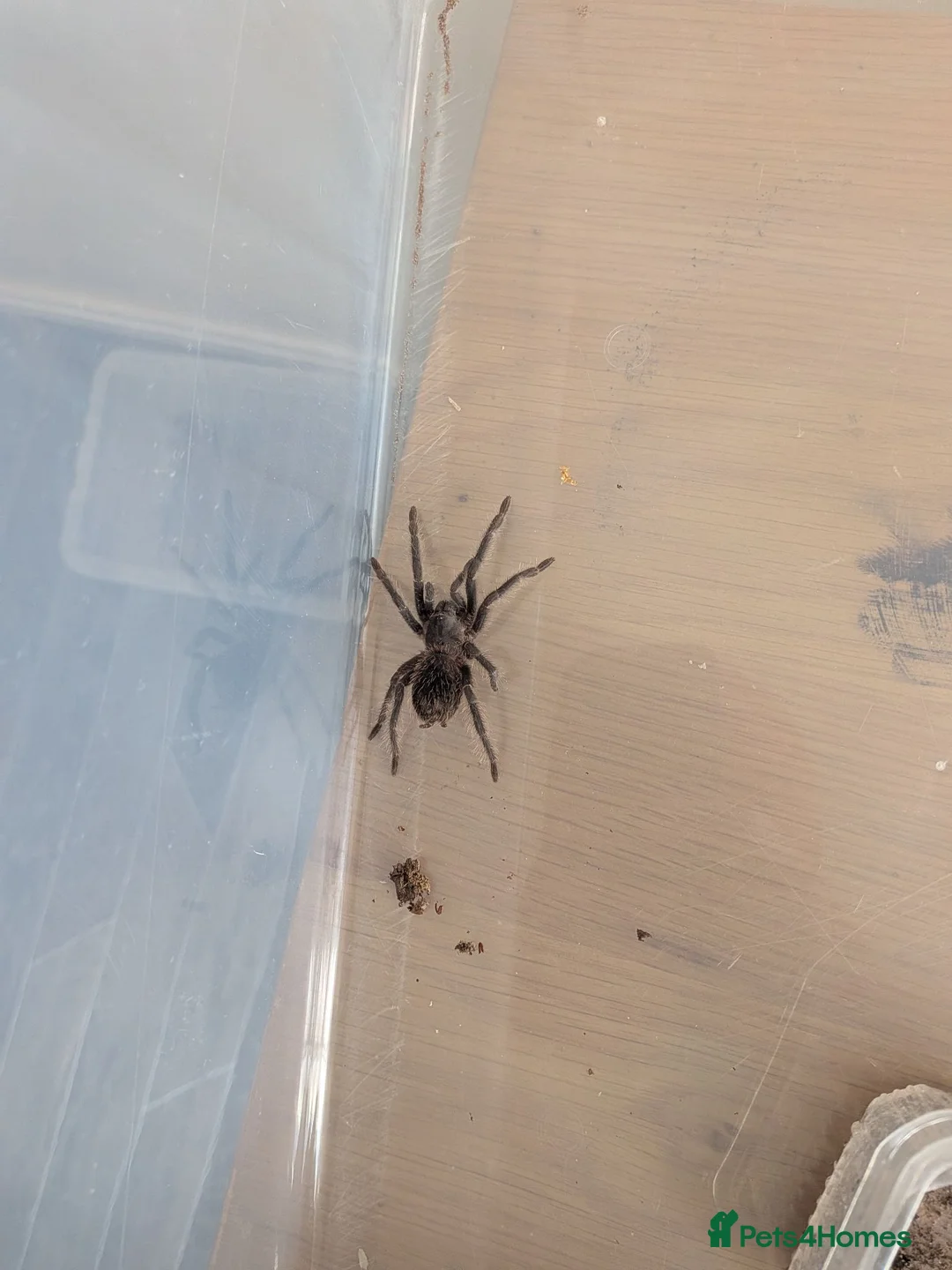 Tarantulas invertebrates for sale: Salmon pink birdeater 1.5 inches, will grow to 12 in Middlesbrough - Advert 2