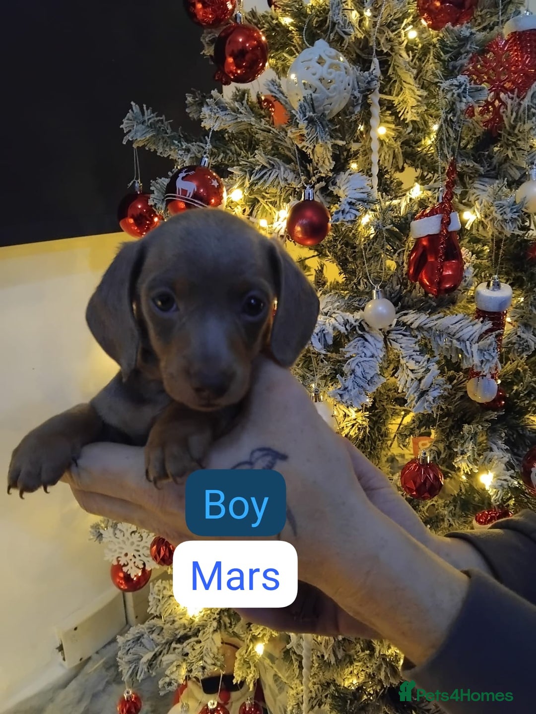 Dachshund dogs for sale: Last 6 stunning boys left. - Advert 6