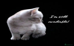 British Shorthair cats for sale: Now Ready to leave! Cute Little British Shorthair - Image 5