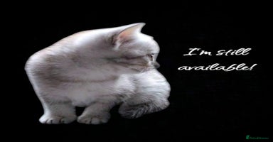 British Shorthair cats - Advert 5