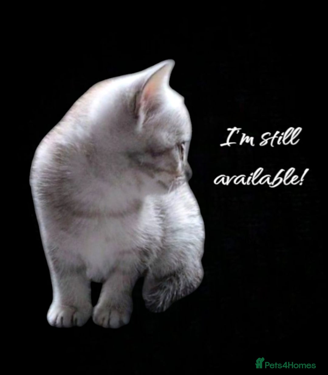 British Shorthair cats for sale: Now Ready to leave! Cute Little British Shorthair - Image 5