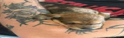 Jackshund dogs for sale: Jackshund puppy - Advert 4