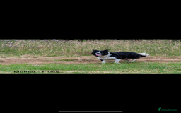Bordoodle dogs for sale: GOLD STANDARD HIGH HEALTH COLLIPOO PUPPIES 🌟 - Image 19