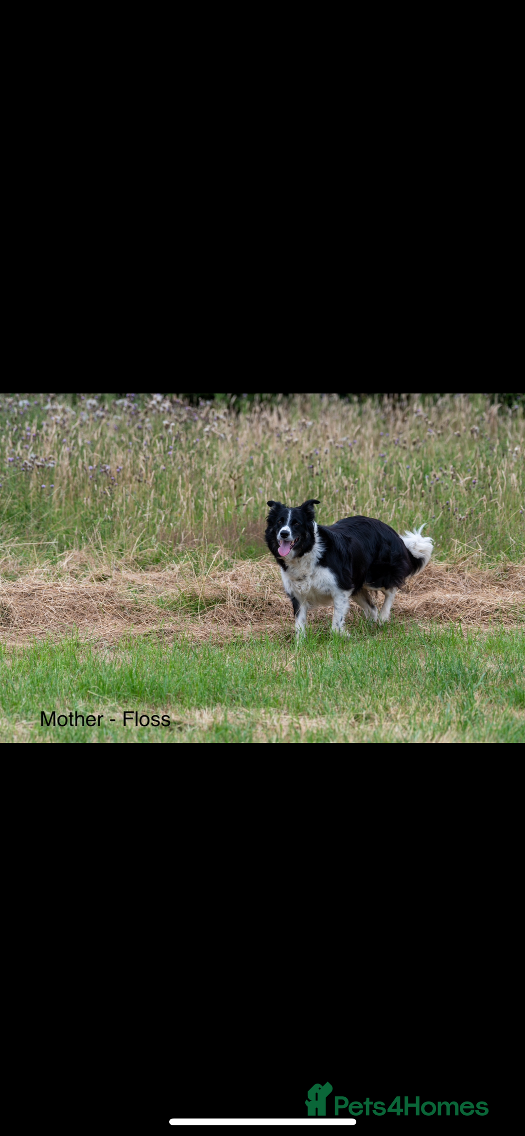 Bordoodle dogs for sale: GOLD STANDARD HIGH HEALTH COLLIPOO PUPPIES 🌟 - Image 19