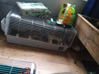 Guinea Pig rodents Four male guinea pigs - Advert 6