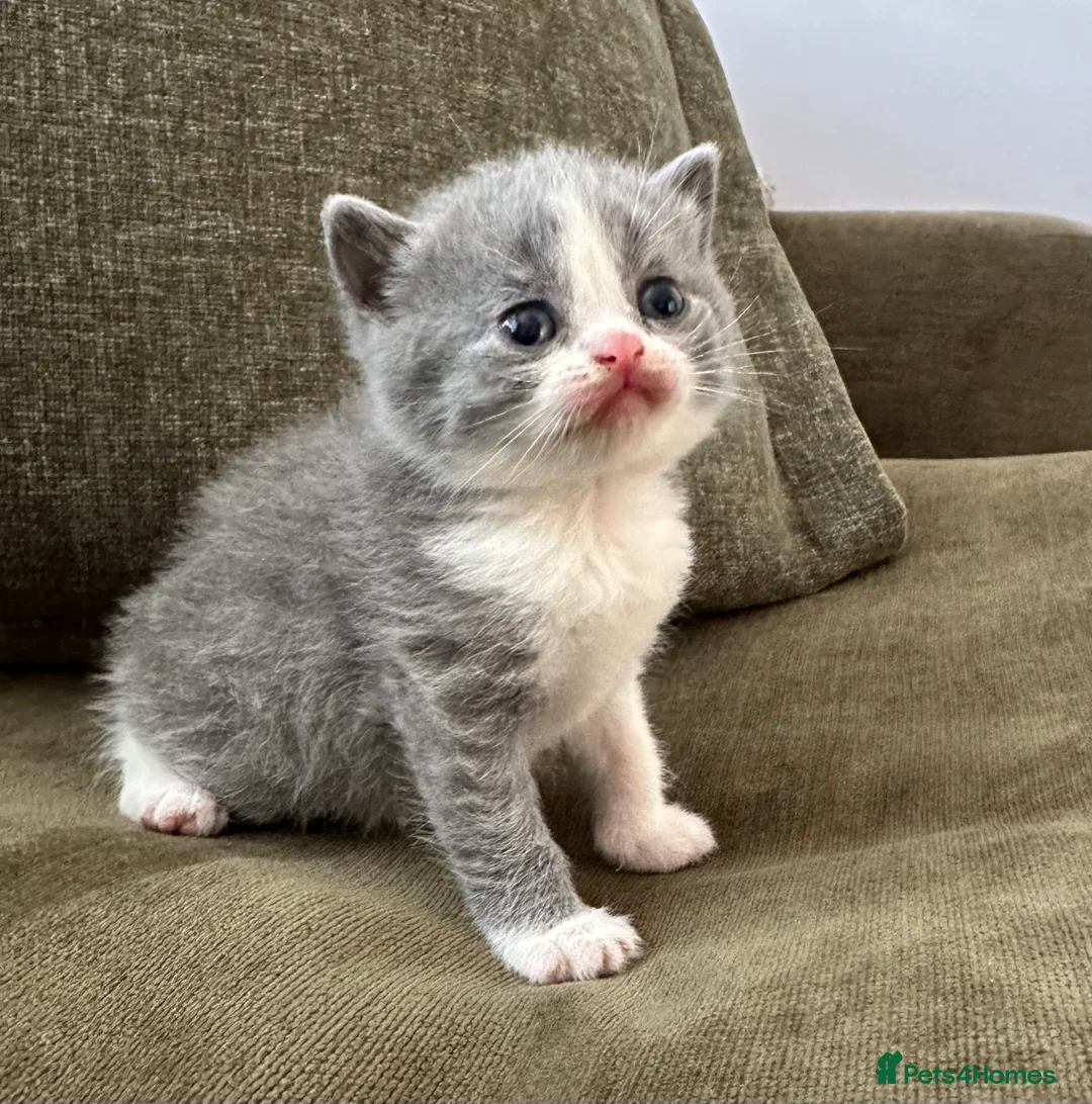 British Shorthair cats for sale: GCCF Registered British Shorthair kittens  - Advert 19