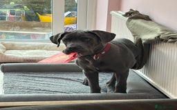 Cane Corso dogs for sale: Male corso - Advert 1