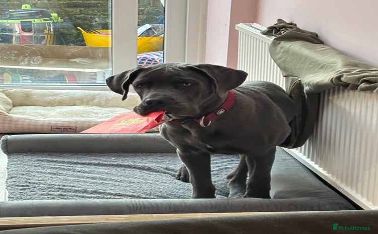 Cane Corso dogs Male corso - Advert 1