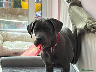 Cane Corso dogs Male corso - Advert 5