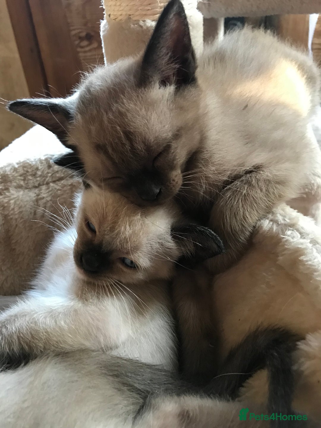 Tonkinese cats for sale: Exquisite Tonkdolls - Image 6