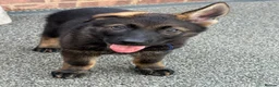 German Shepherd dogs for sale: Exceptional KC Reg Czech Working Line GSD Puppies - Advert 15
