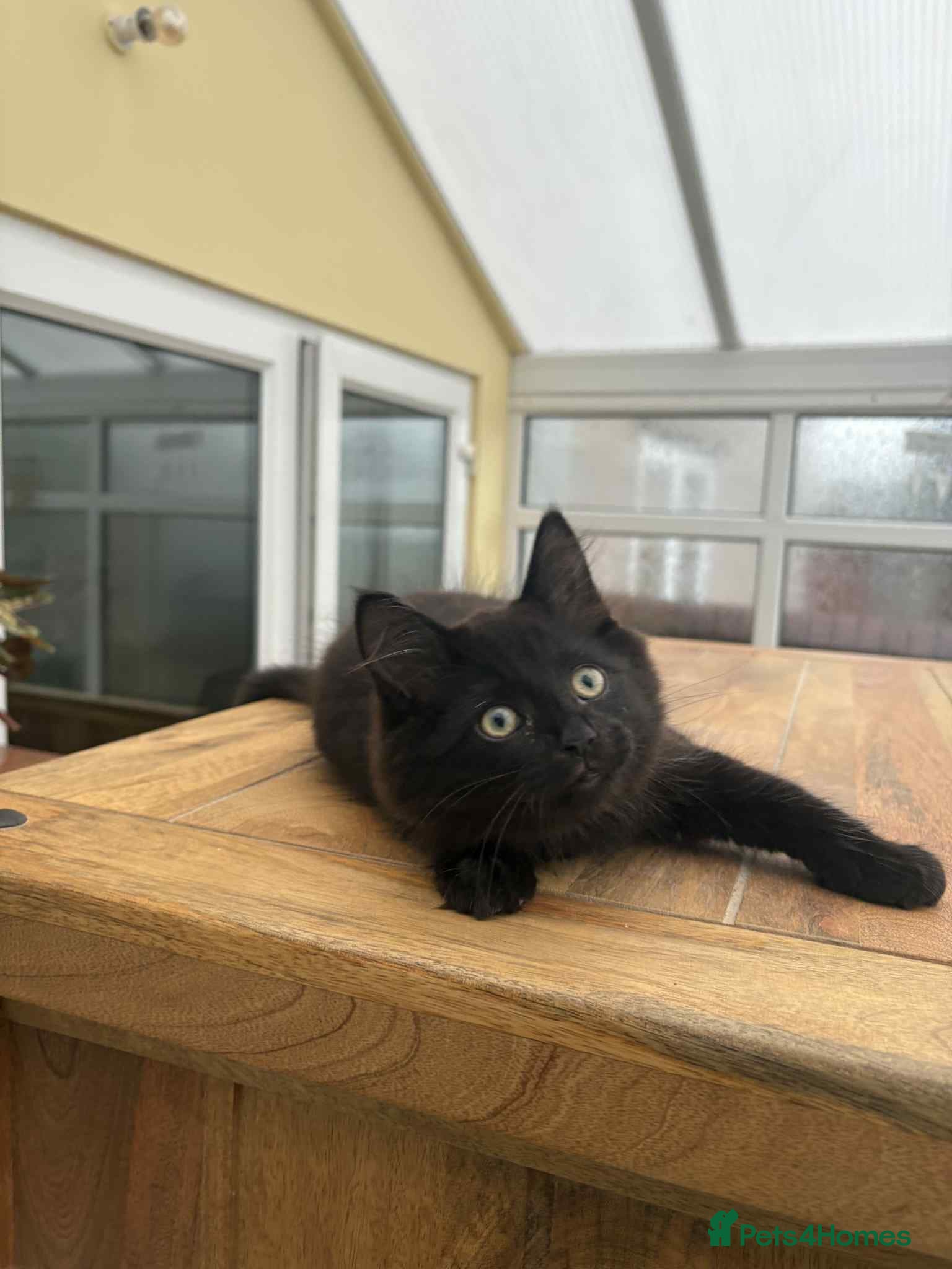 Mixed Breed cats Oriental mix - Advert 4