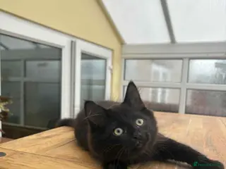 Mixed Breed cats Oriental mix - Advert 6