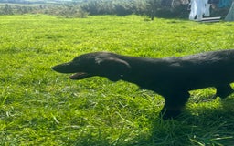 Labrador Retriever dogs for sale: Black Labrador Retriever Puppies - Image 29