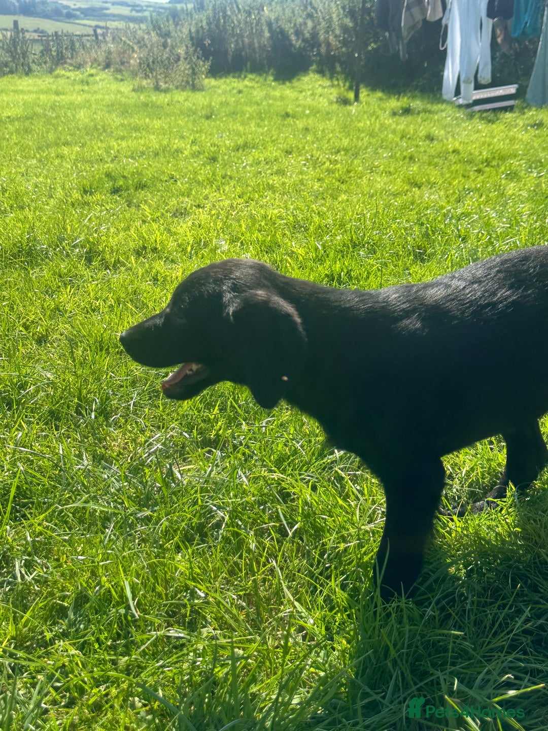 Labrador Retriever dogs for sale: Black Labrador Retriever Puppies - Image 29