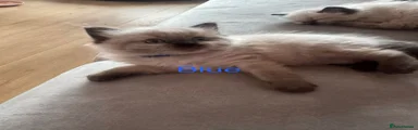 Ragdoll 1
