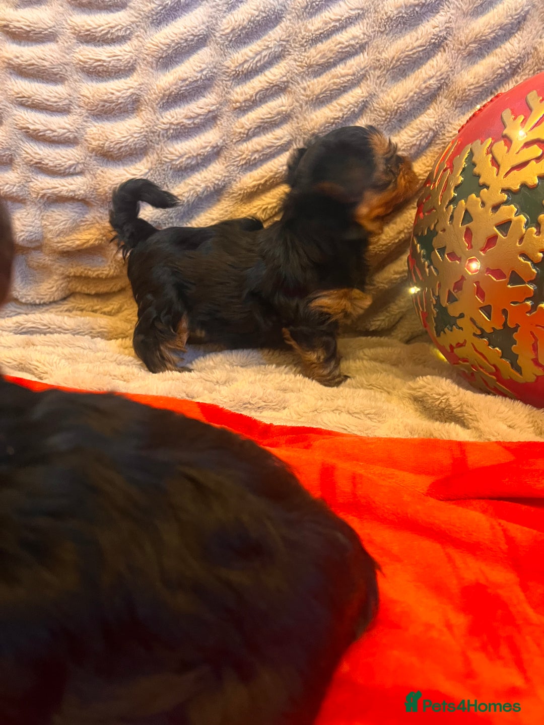 Yorkshire Terrier dogs for sale: Yorkshire terrier puppy’s  - Advert 9