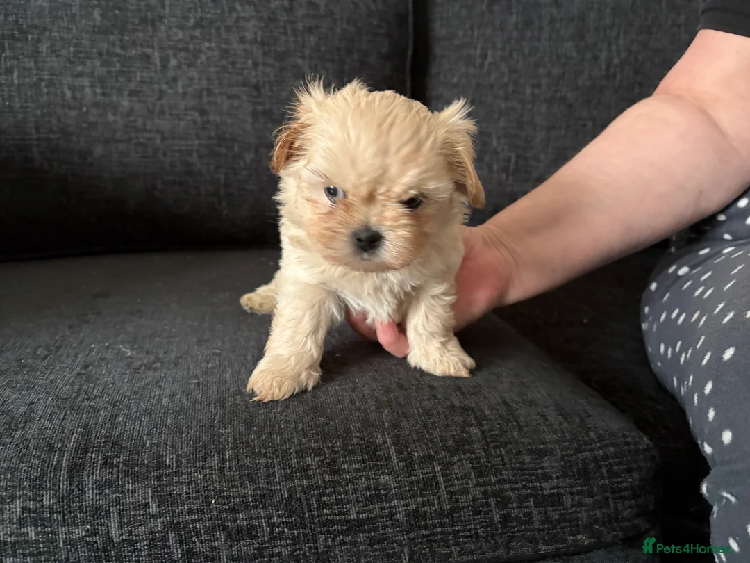 Mixed Breed dogs for sale: Shih Tzu cross puppies ready  - Advert 8