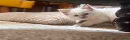 Ragdoll cats for sale: 🩵🔹💙Blue point ragdoll kittens💙🔹🩵 - Advert 5
