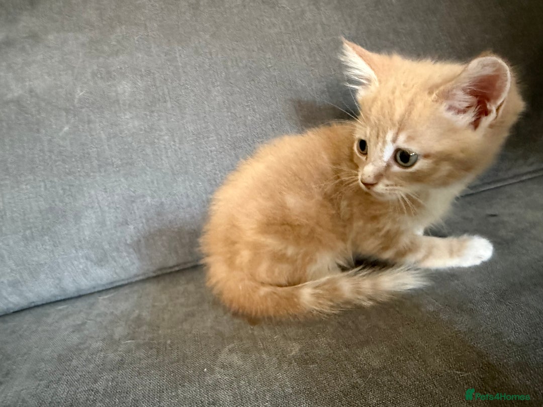 Mixed Breed cats for sale: Beautiful sandy male kitten - Image 7