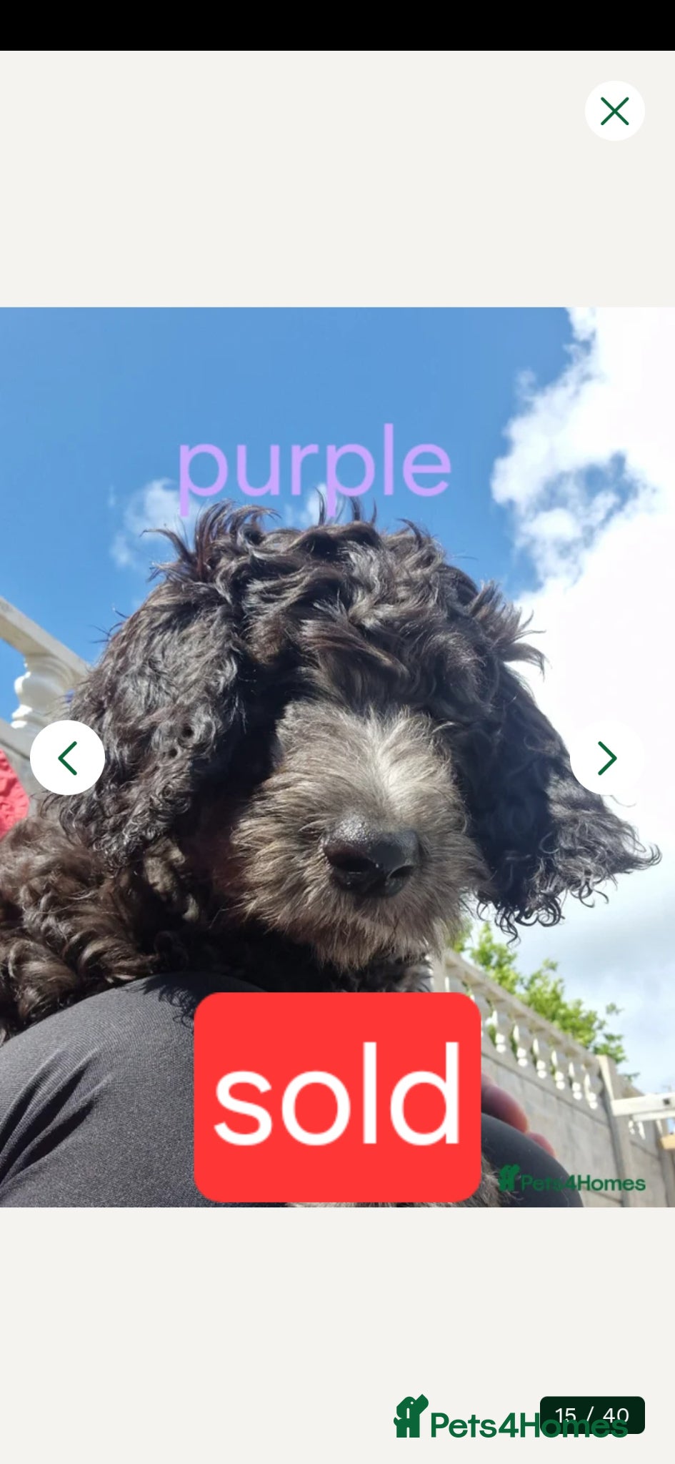Goldendoodle dogs F1B Rare black standard Goldendoodle North Wales  - Advert 2