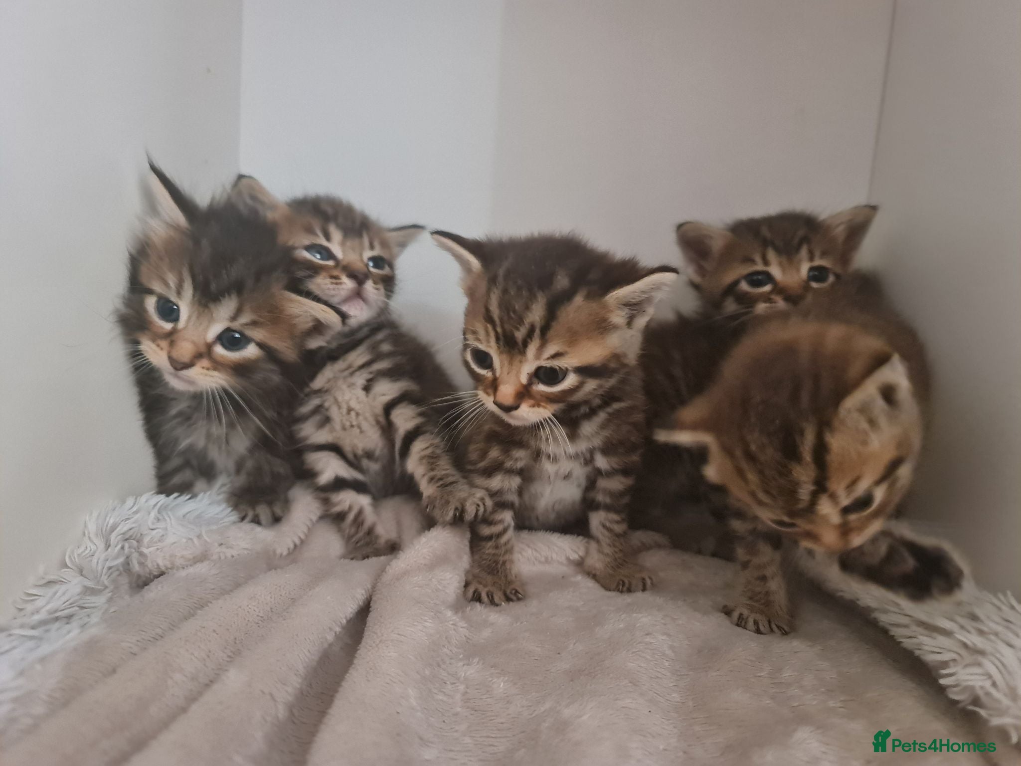 Mixed Breed cats 5 kittens for sale  - Advert 1