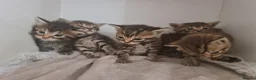 Mixed Breed cats for sale: 5 kittens for sale  - Advert 8