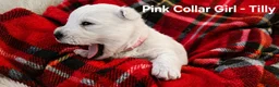 West Highland Terrier dogs for sale: 2 Girl West Highland Terriors Remaining!! - Advert 5