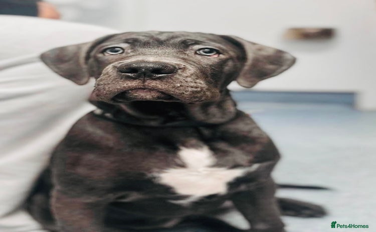 Cane Corso dogs Cane Corso 4months female  - Advert 1