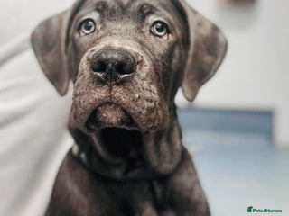 Cane Corso dogs Cane Corso 4months female - Advert 1