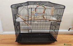Budgerigars birds for sale: 3 Healthy Budgies with Cage & Toys Manchester  - Image 8