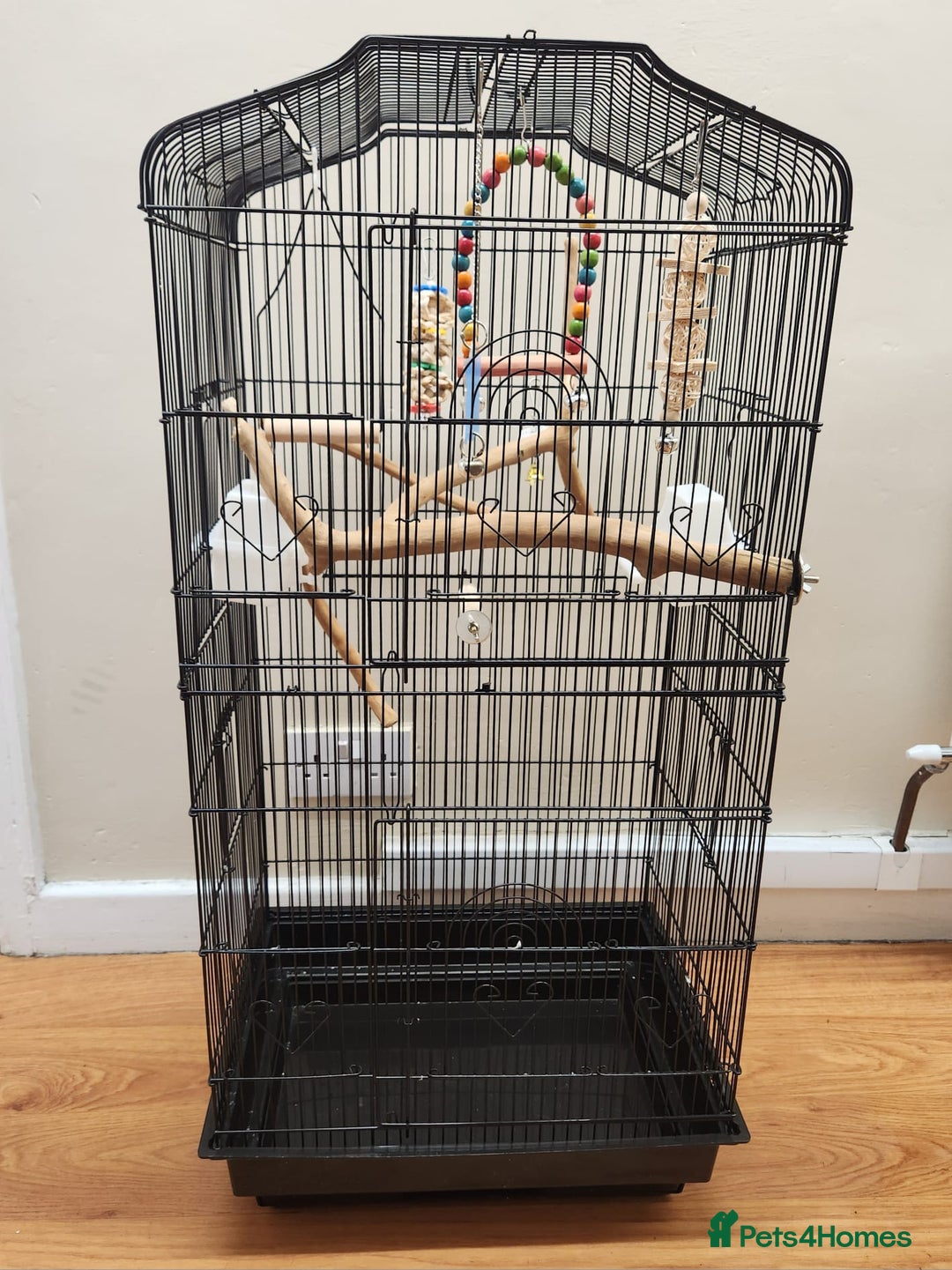 Budgerigars birds for sale: 3 Healthy Budgies with Cage & Toys Manchester  - Image 8