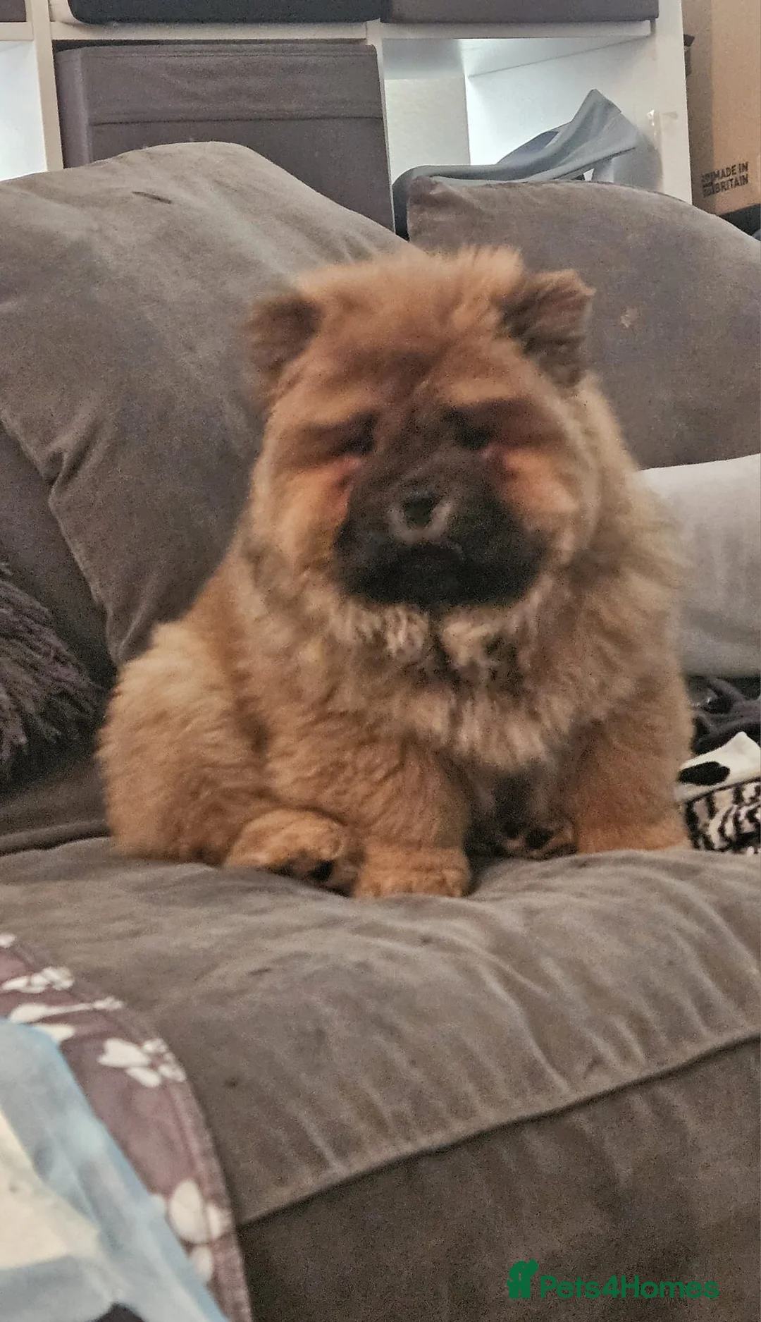 Chow Chow dogs for sale: Chow Chow Girl KC Registered  - Advert 4