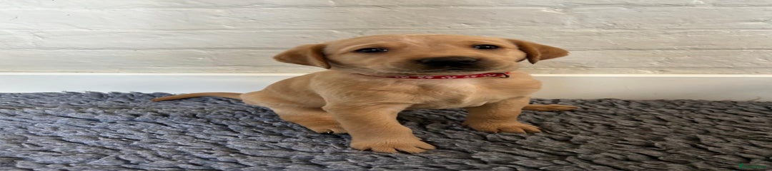 Labrador Retriever Yellow Male (Red Collar)