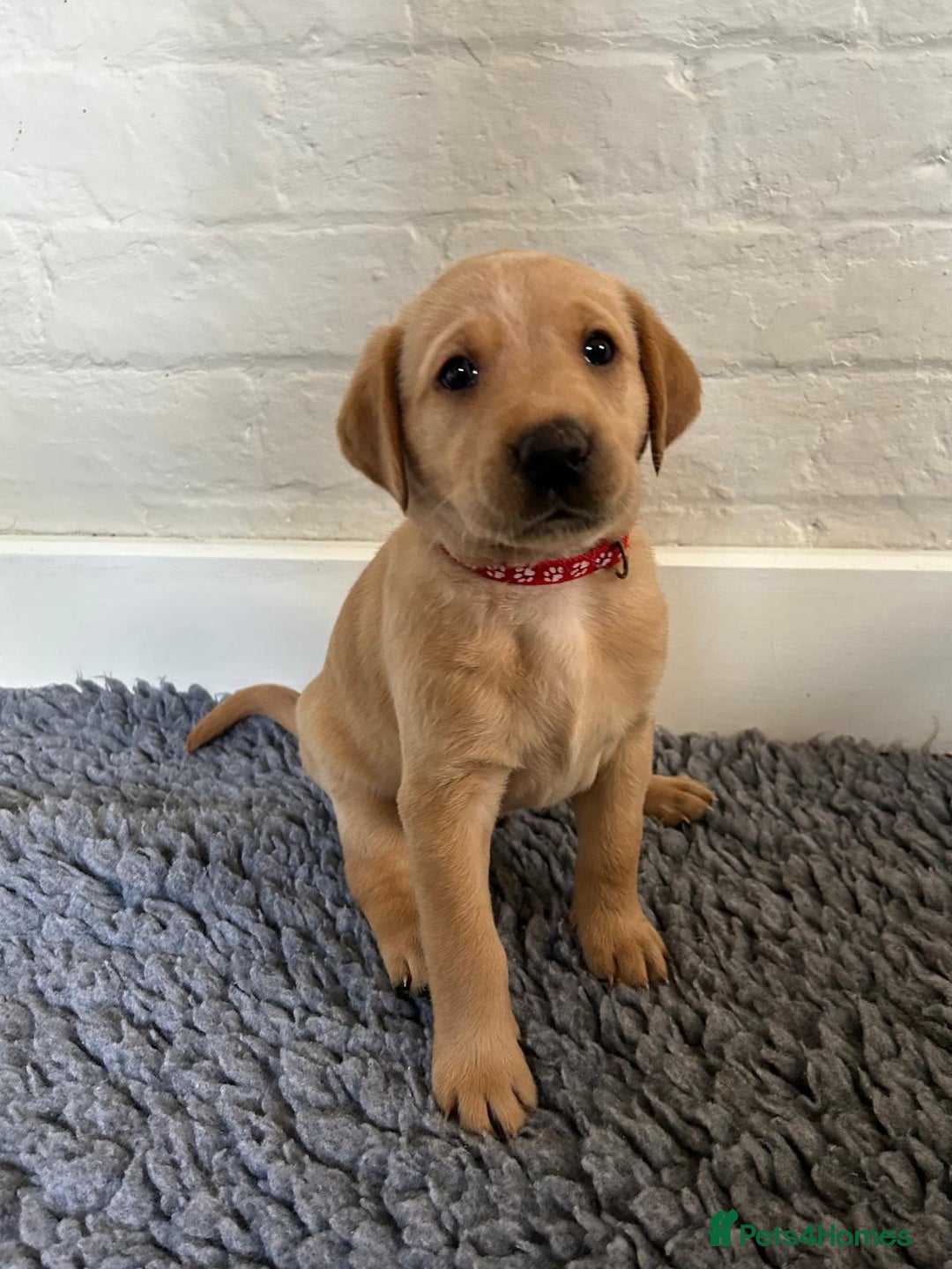 Labrador Retriever dogs for sale: Labrador Retriever – KC Registered - Image 7