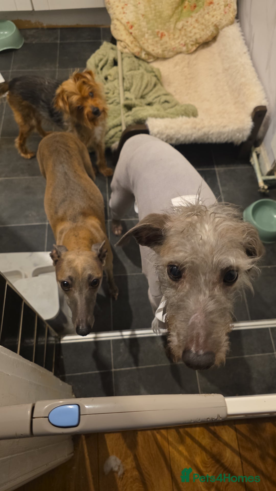 Whippet dogs for sale: Whippet pups for sale - Advert 7