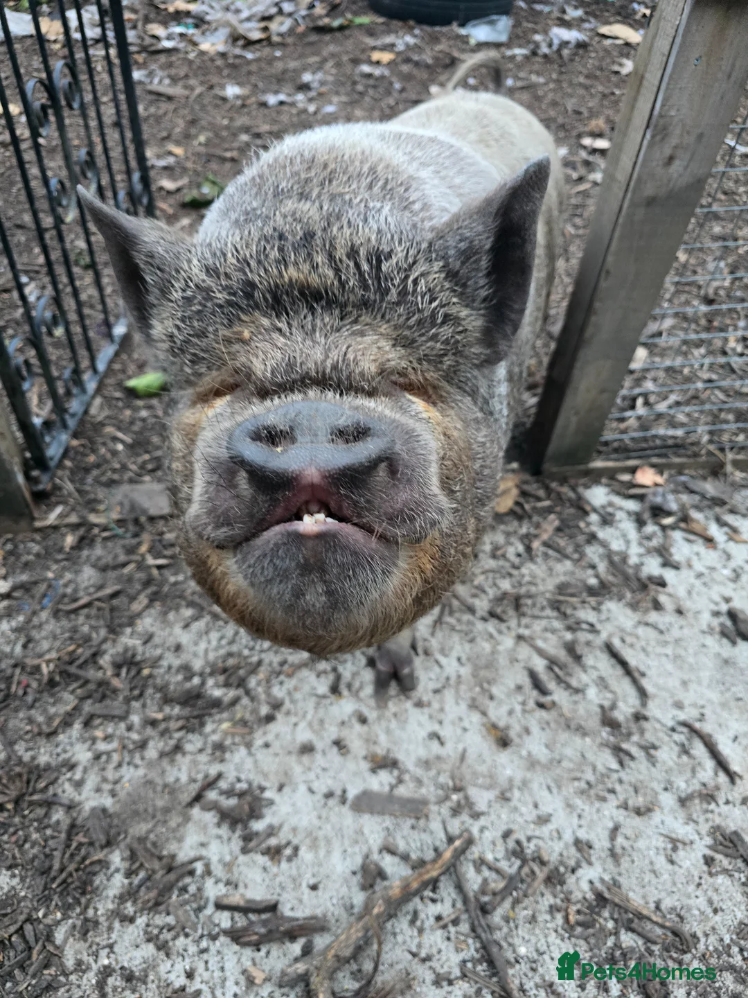 Pig livestock for sale: Pennywell Miniature Pigs - Advert 13