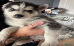 Siberian Husky dogs for sale: Siberian husky - 8 weeks old - Image 1