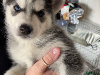 Siberian Husky dogs for sale - Advert 1