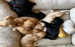 Cocker Spaniel dogs for sale: Gorgeous KC Working Cocker Spaniel Puppy Available - Image 17