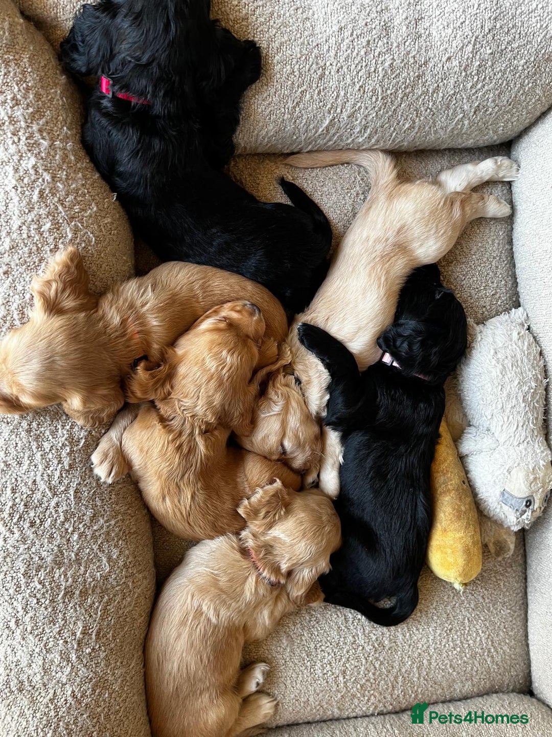 Cocker Spaniel dogs for sale: Gorgeous KC Working Cocker Spaniel Puppy Available - Image 17