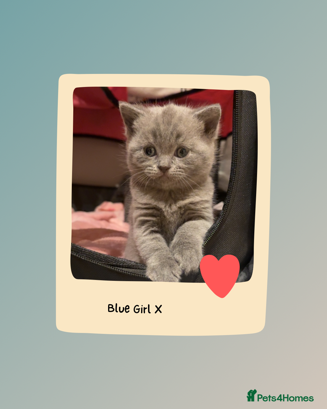 British Shorthair cats for sale: Beautiful Fluffy British Shorthair Kittens  - Image 17