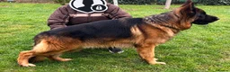 German Shepherd dogs for stud: Yoko von Empiere– AVAILABLE FOR STUD - Advert 4