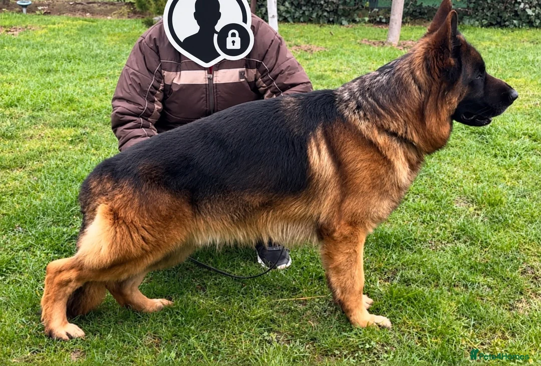 German Shepherd dogs for stud: Yoko von Empiere– AVAILABLE FOR STUD - Advert 4